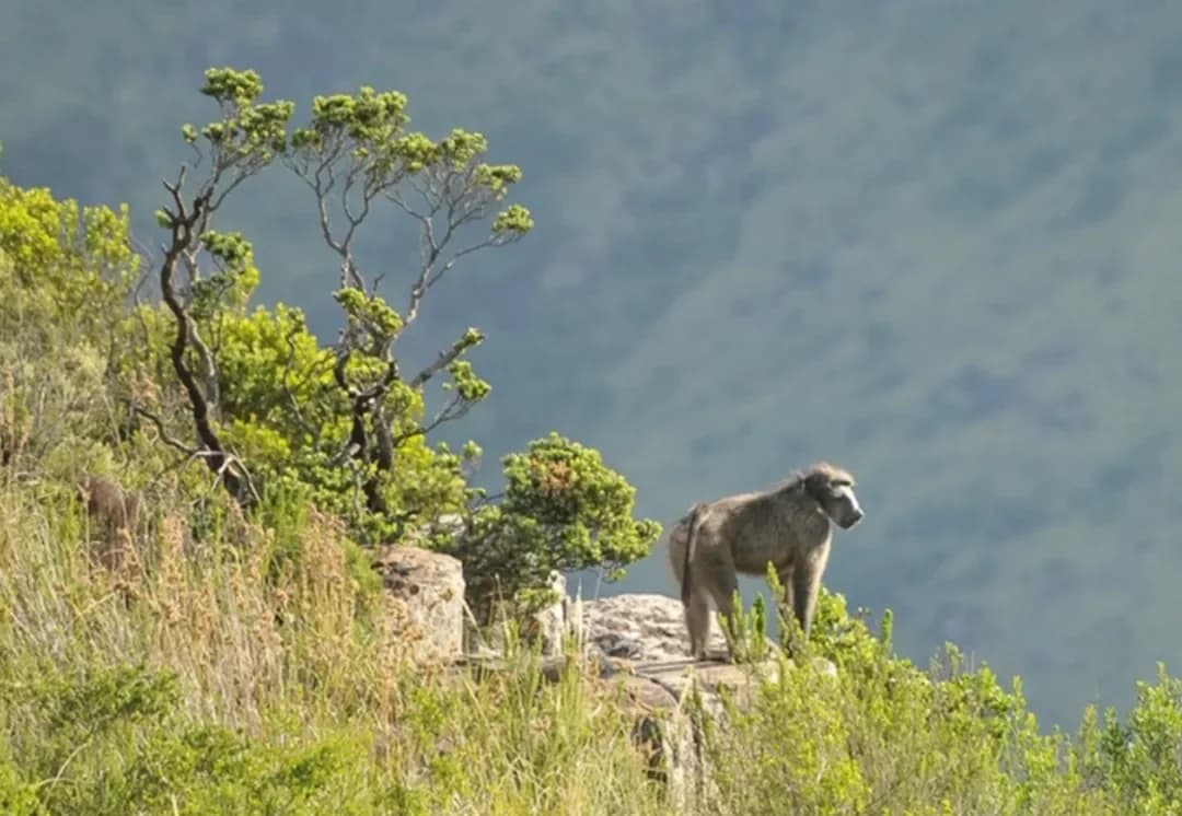 A baboon standing on rocky ground above the Hogsback escarpment