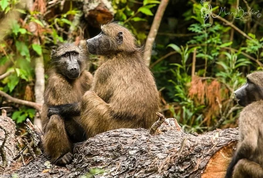 Baboons resting in the Hogsback forest