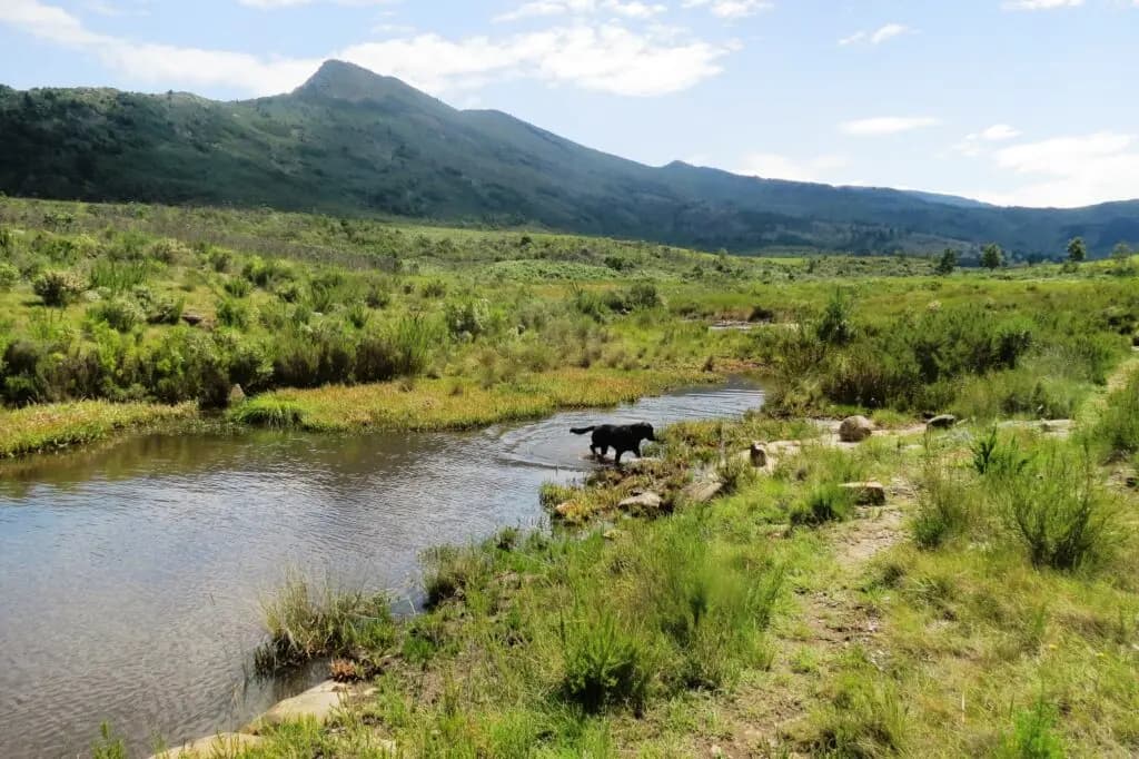 Open mountain grassland and water beneath the Hogsback ridges
