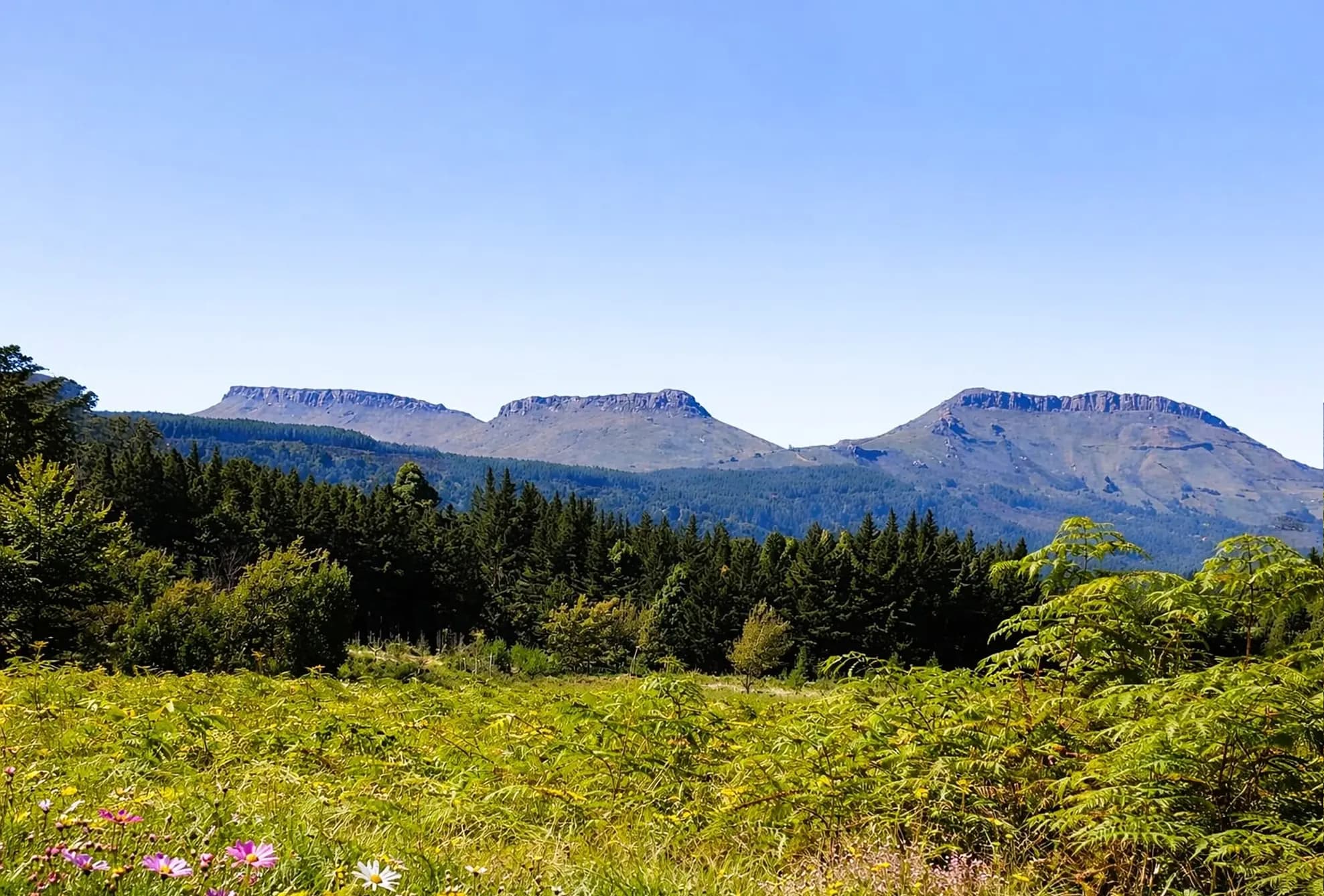 The Hogsback ridges rising beyond open grassland and forest