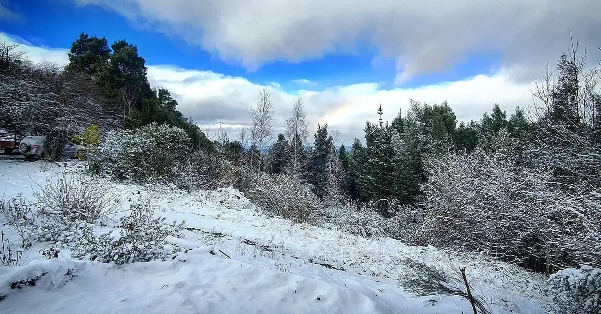 Snow covering the ground and trees in Hogsback