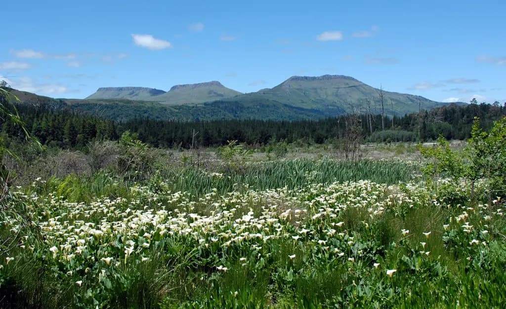 White wildflowers beneath the Hogsback mountains