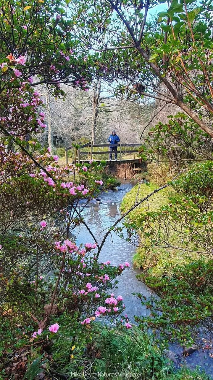 Flowering shrubs beside a stream in the Hogsback Arboretum