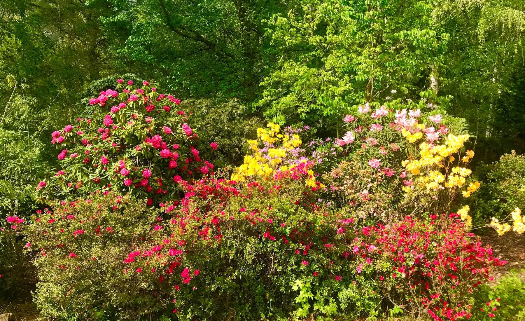 A colourful mountain garden in Hogsback