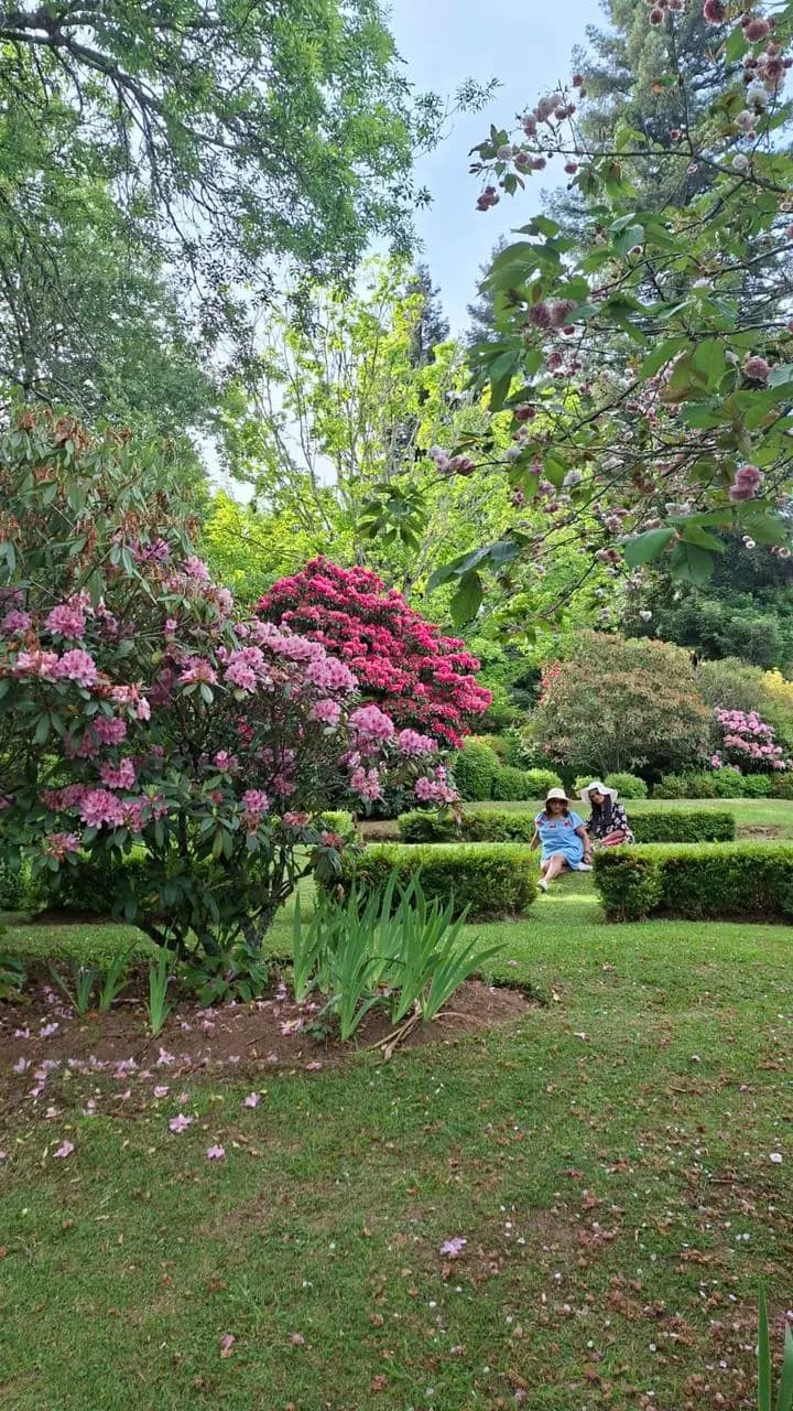 Visitors resting among flowering azaleas in the Hurry garden