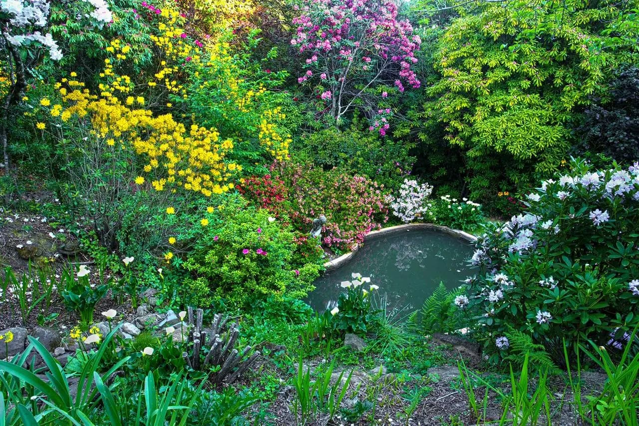 A richly planted pond in the Little Timbers garden