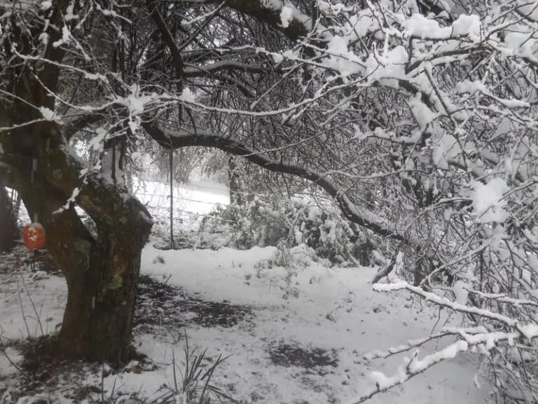 A garden path and trees covered in fresh snow