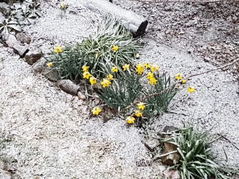 Yellow flowers pushing through a light fall of snow