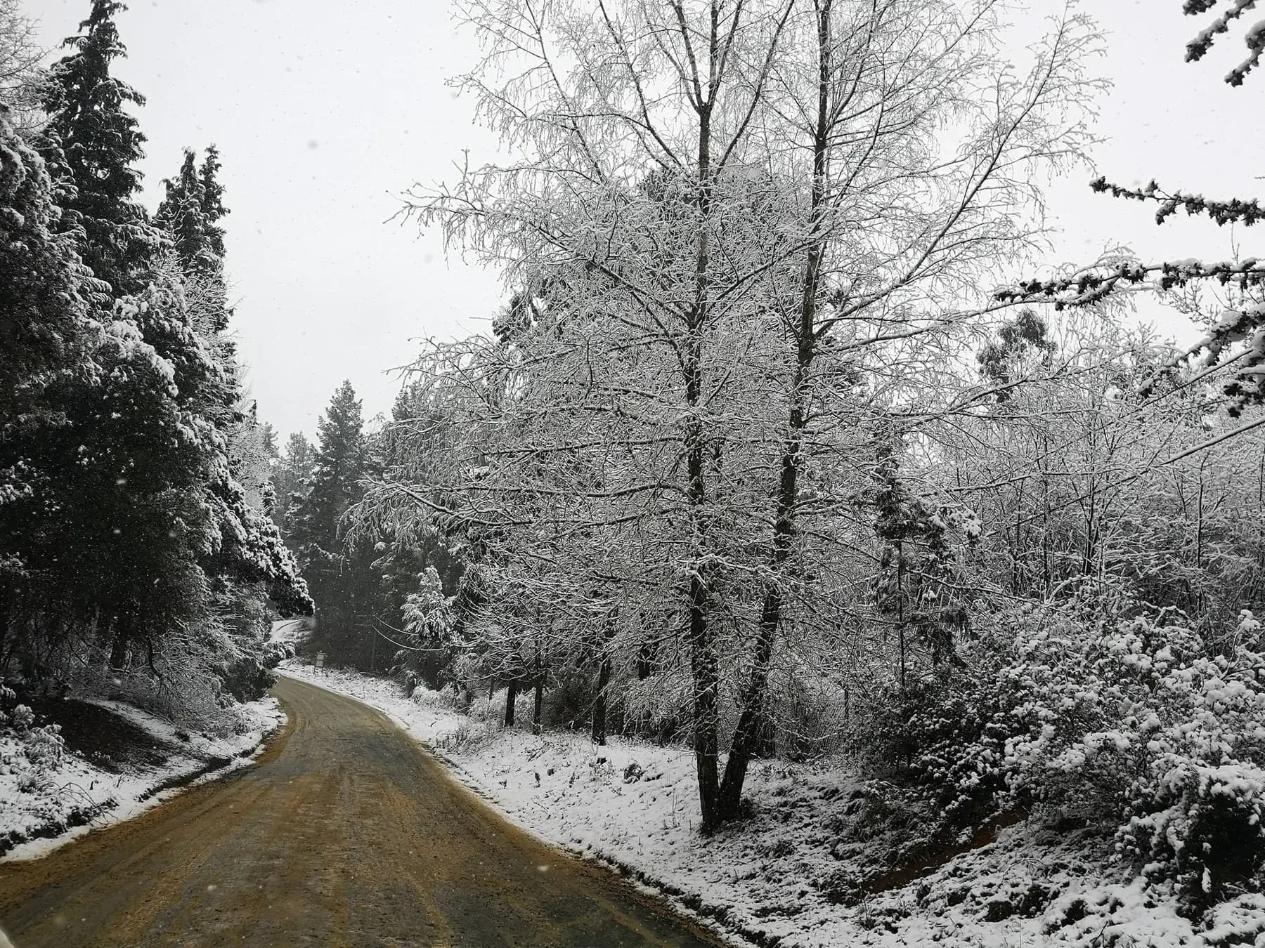A road through snow-covered trees in Hogsback