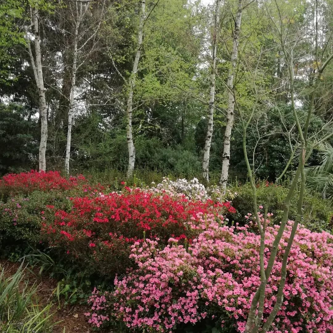 Red and pink flowers growing beneath tall trees in the Hogsback Arboretum