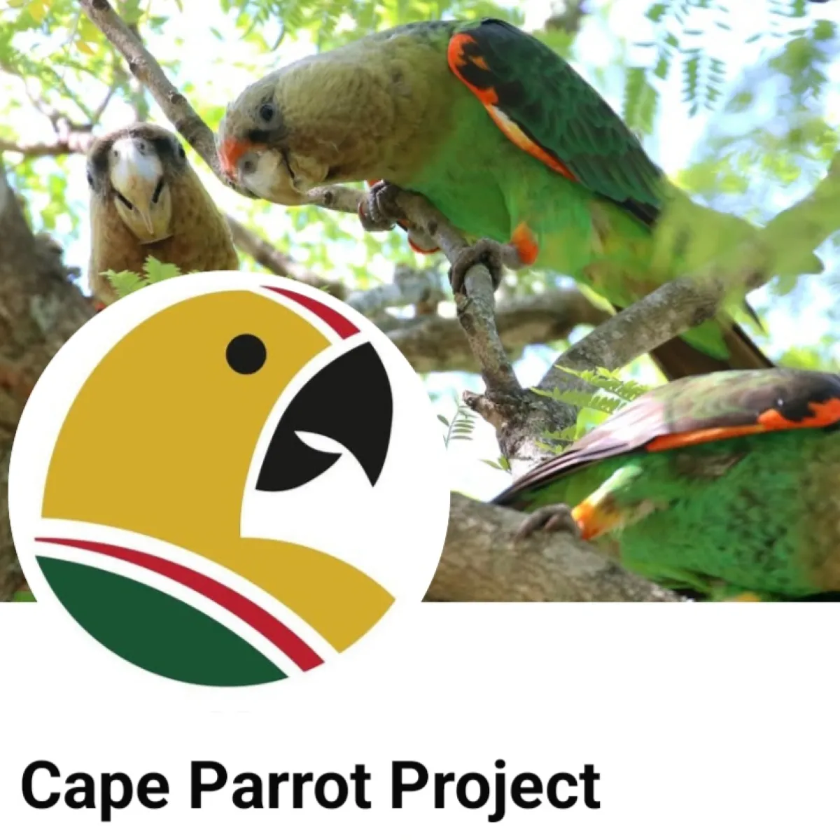 The Cape Parrot Project in Hogsback