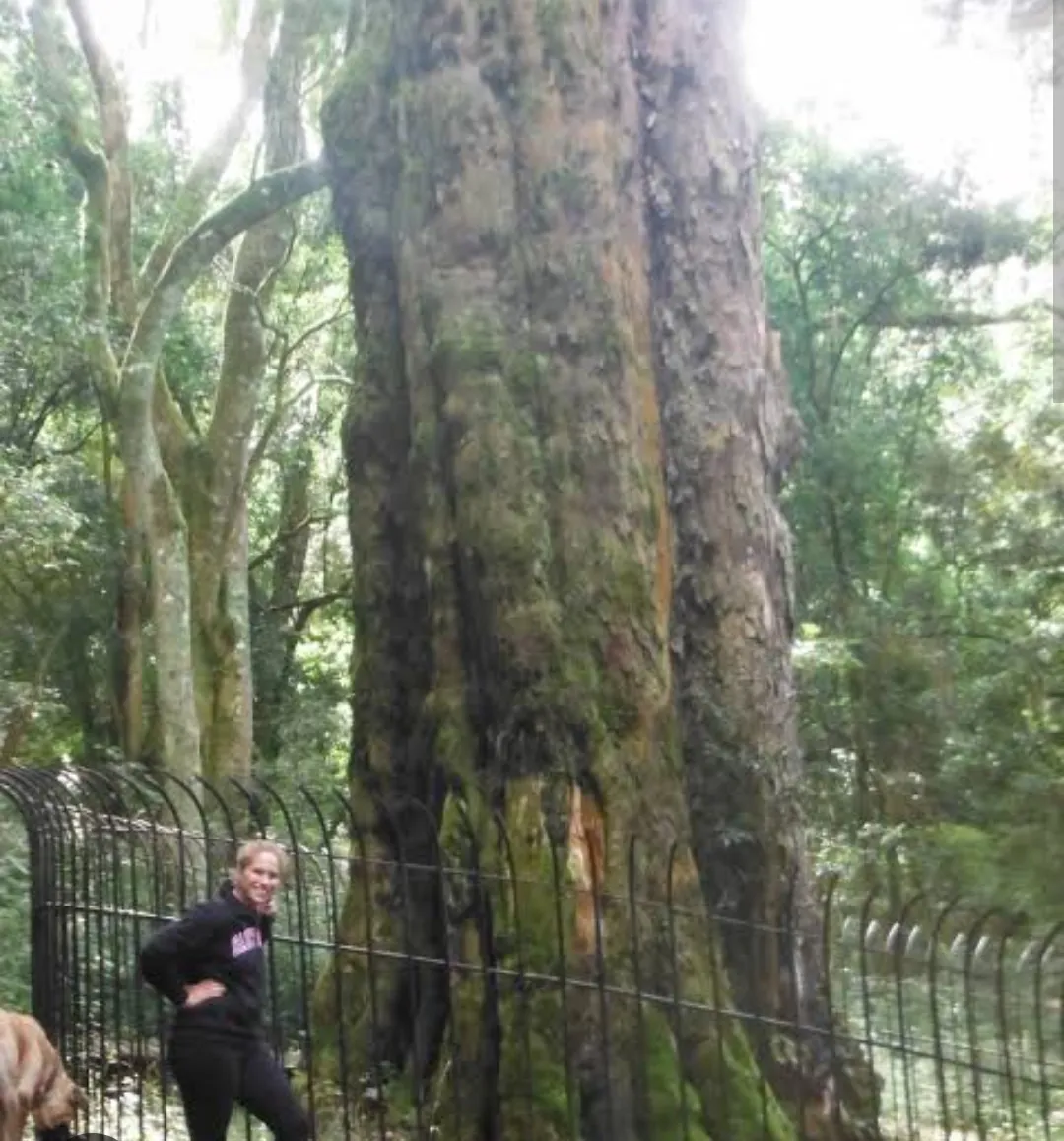 Big Tree in Hogsback