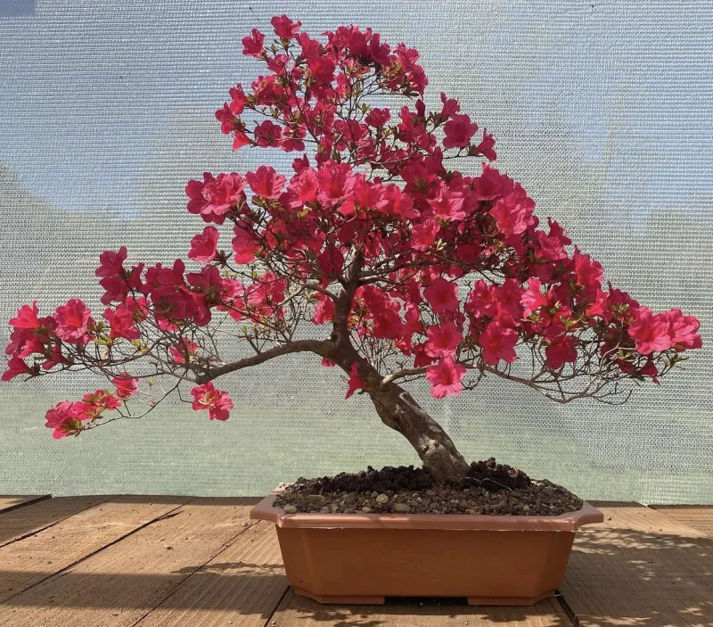 Bonsai Nursery logo