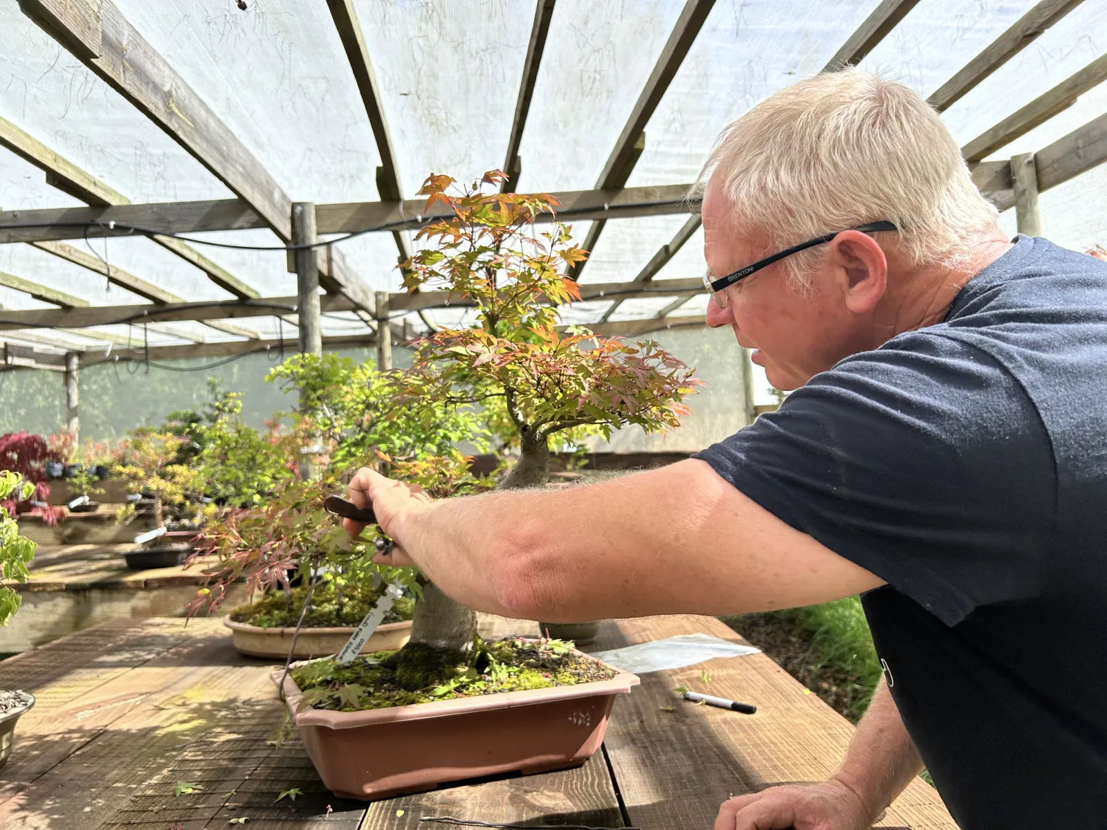 Bonsai Nursery in Hogsback