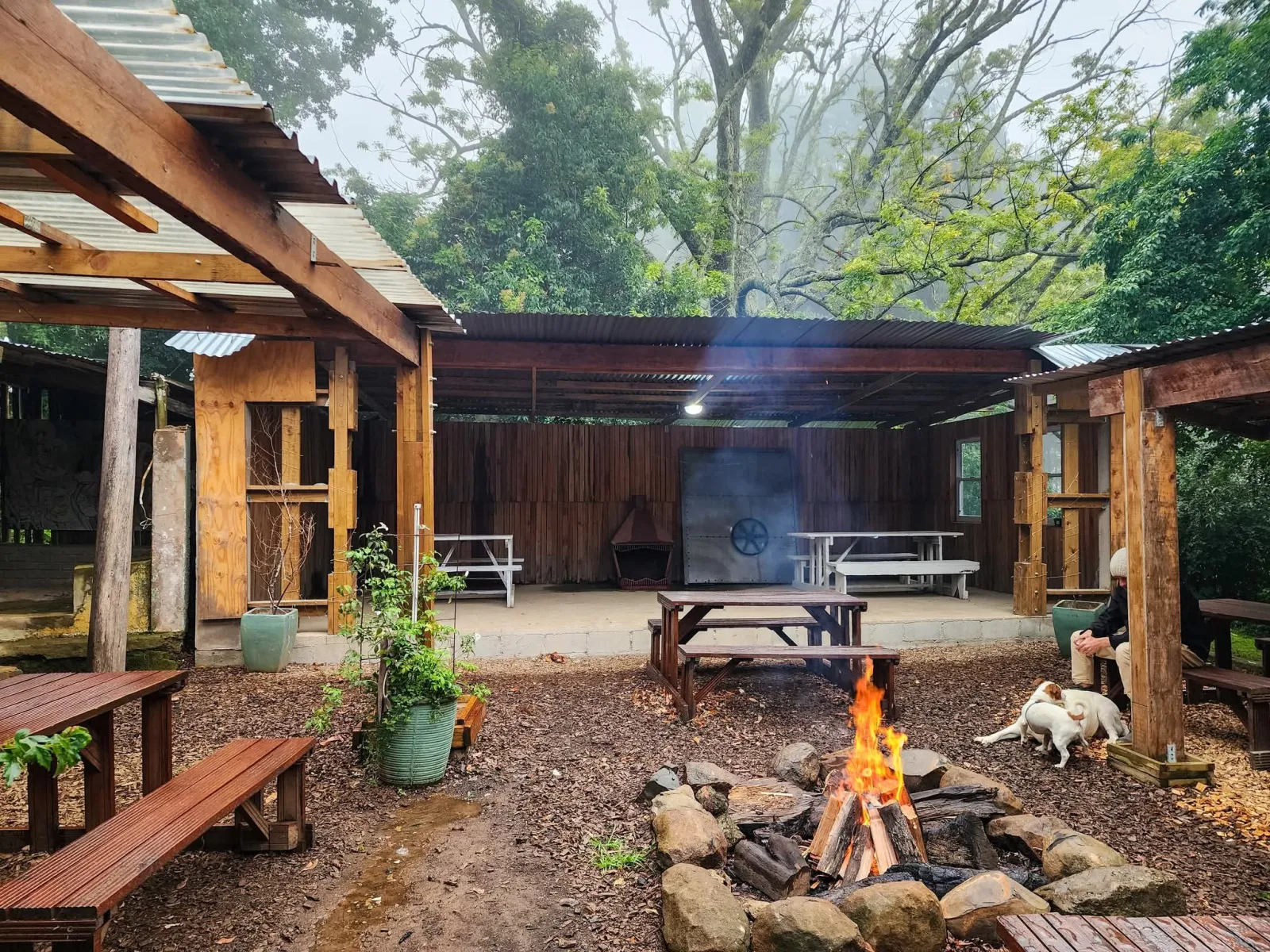 Happy Hogs in Hogsback