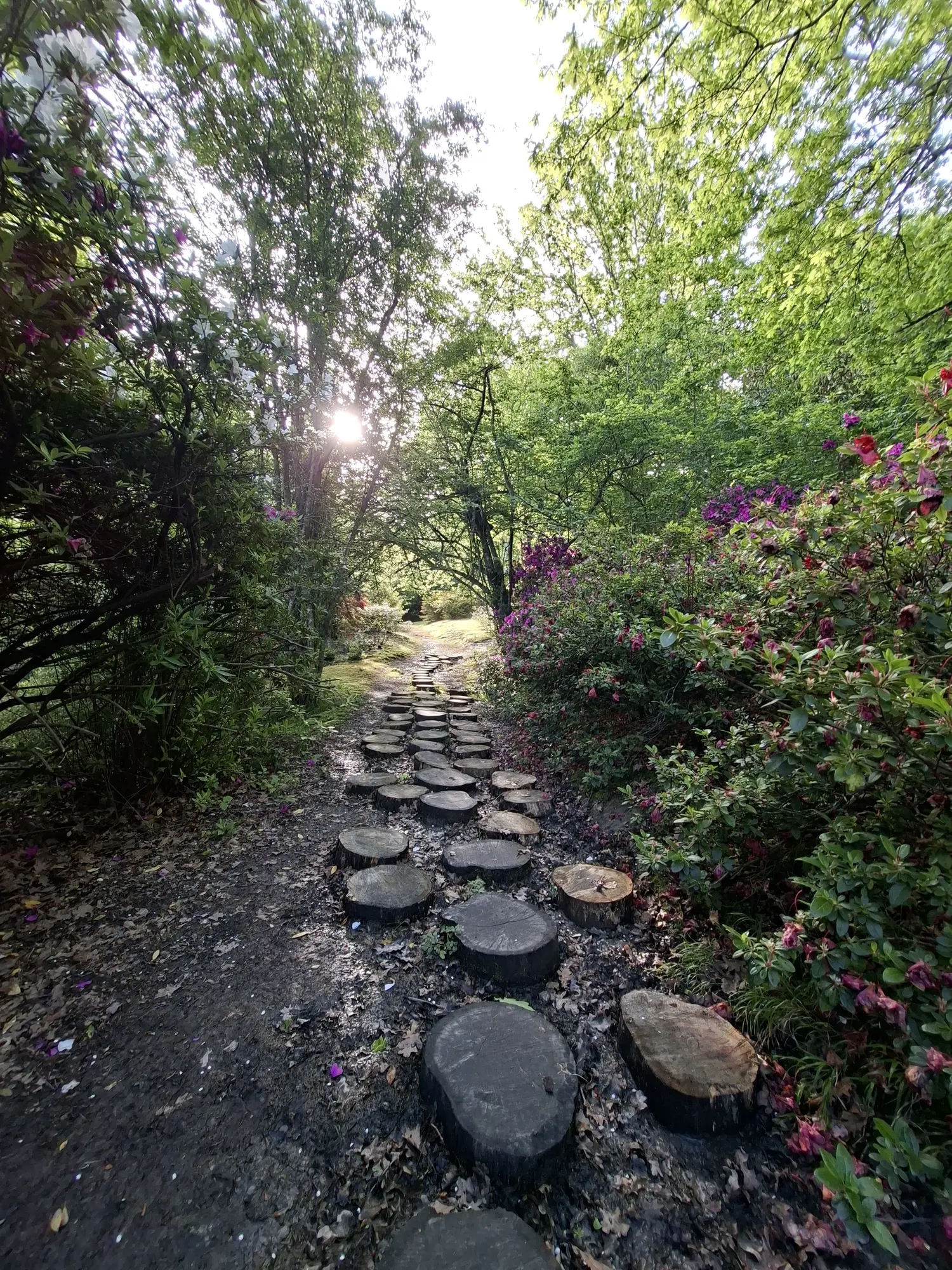 A walking path beneath mature trees in the Hogsback Arboretum