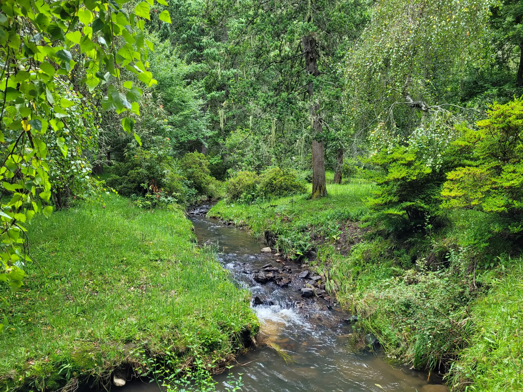 A stream running through the Hogsback Arboretum