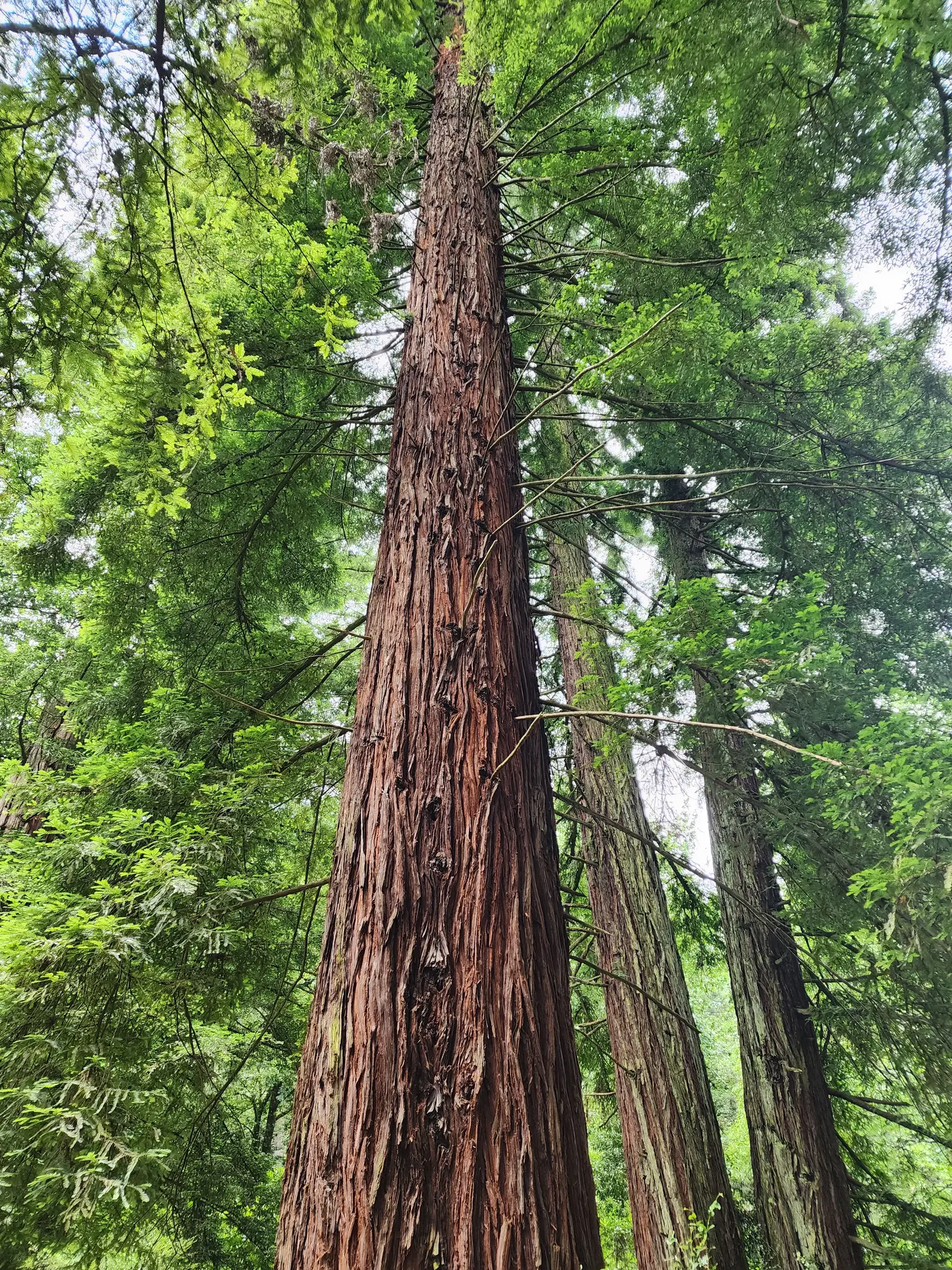A Californian redwood in the Hogsback Arboretum