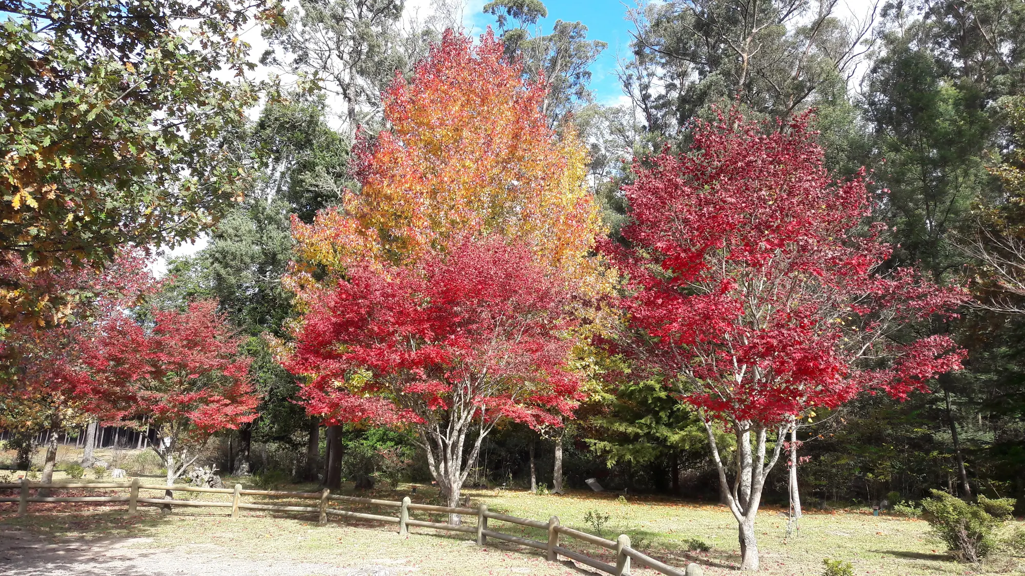 Maple trees in the Hogsback Arboretum