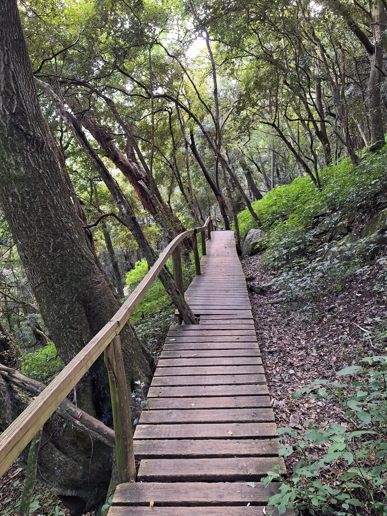 A walking path through the indigenous forest on the Madonna and Child route