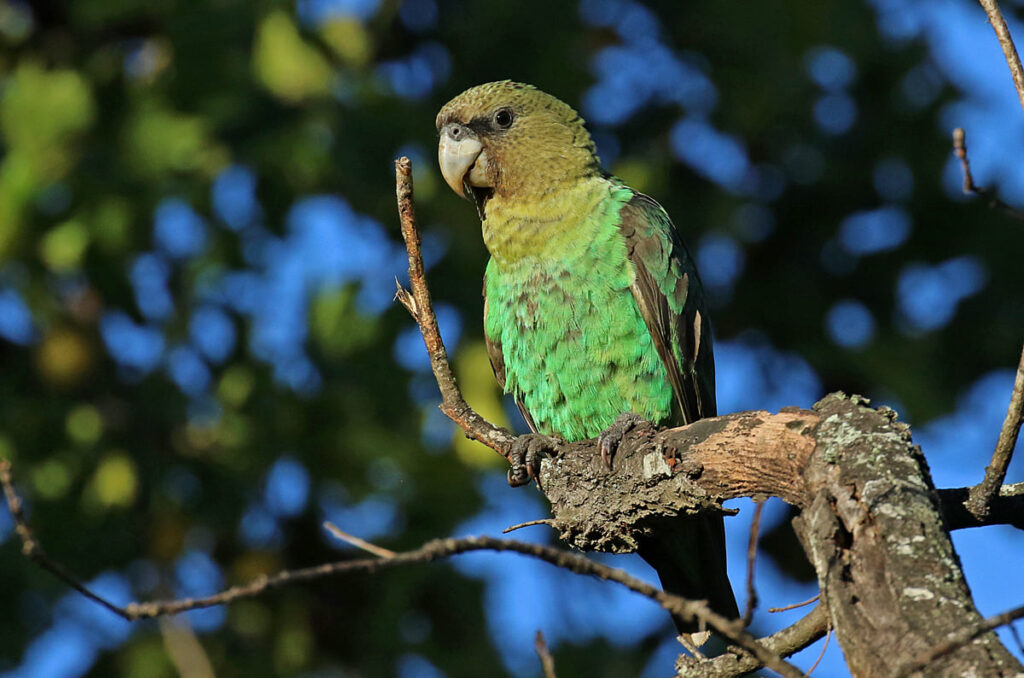 Cape parrots by Rodney Clifton Biljon