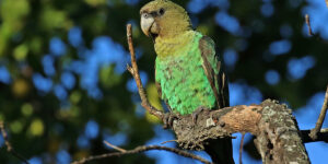 Cape parrots by Rodney Clifton Biljon