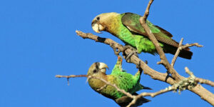 Cape parrots in Hogsback