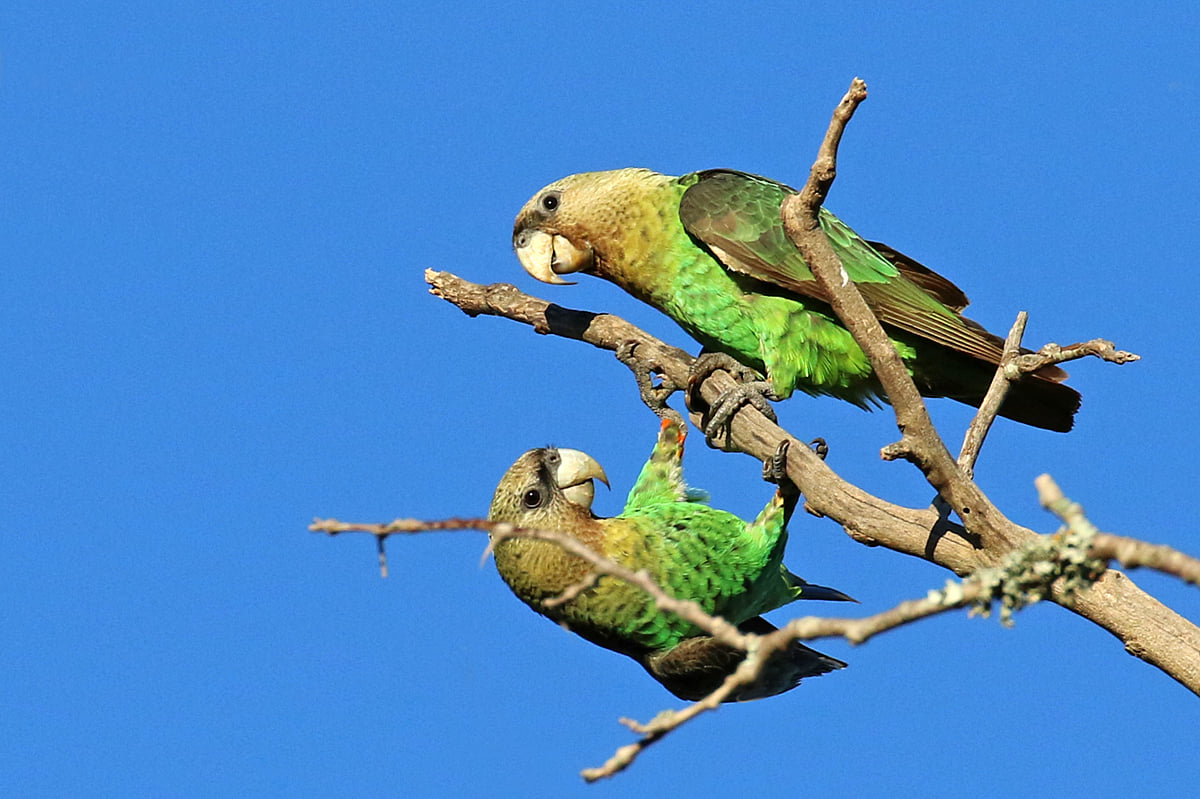 Cape parrots in Hogsback