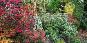 Azaleas in Hogsback