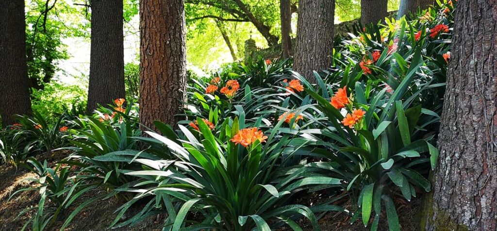 Festivals in hogsback