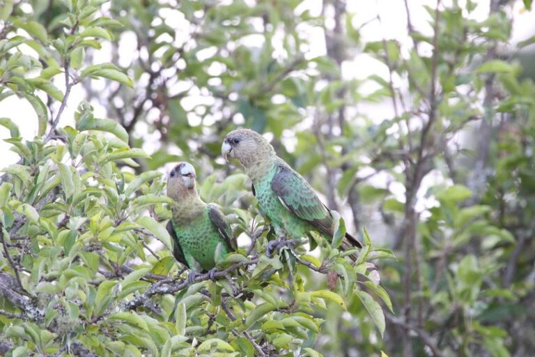 Parrots by Cassie Carstens 1 768x512