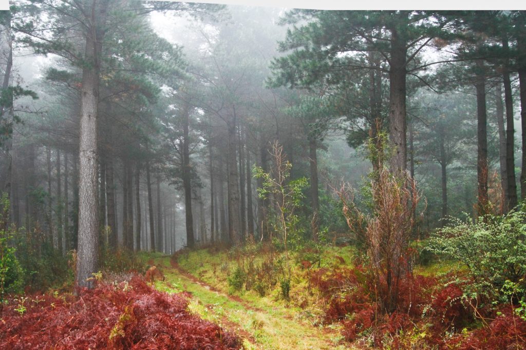 Visit Hogsback – Everything you need to know