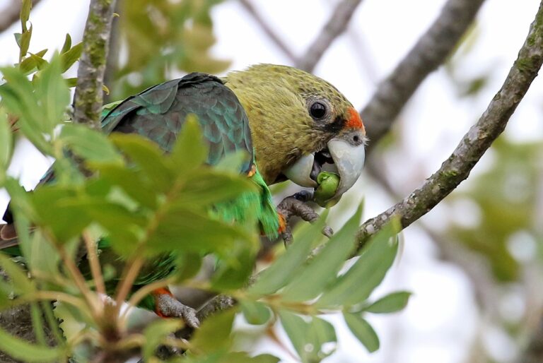 parrots by Rodney Clifton Biljon 3 768x514