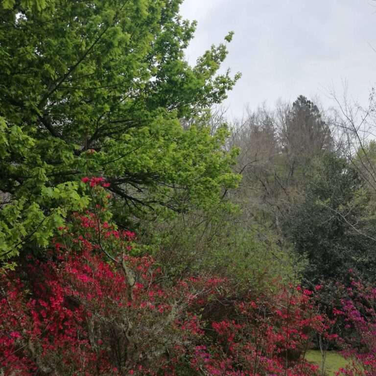 82043772 611952606287206 6344448235747094556 n 768x768