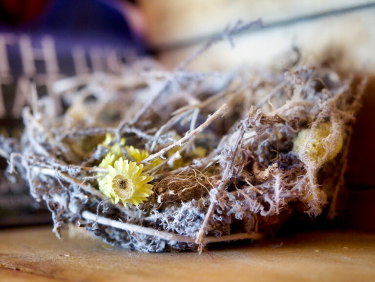 Wild Fox Hill Ecocabin pics 11 768x577