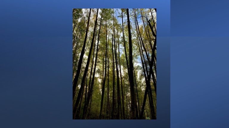 Slide15 1 768x432