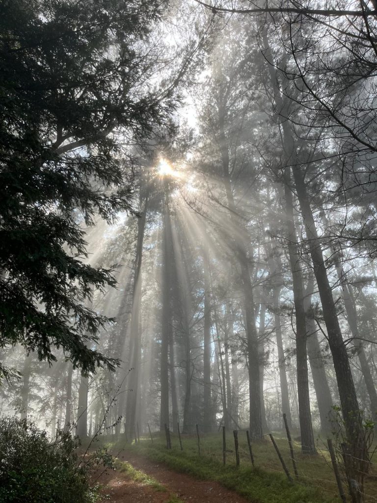 RoadInMist 768x1024